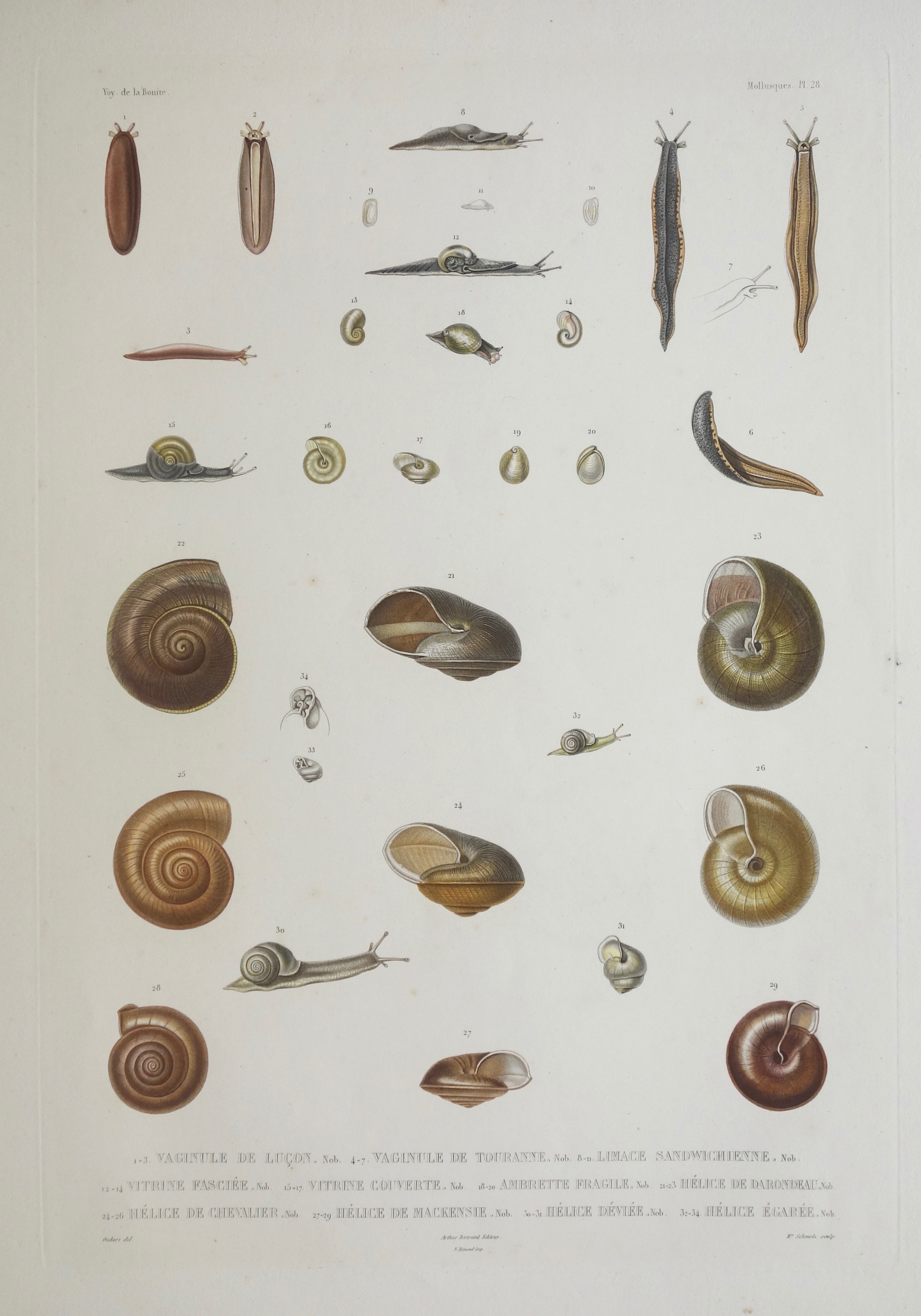 SCHMELZ Charles Simon Guillaume