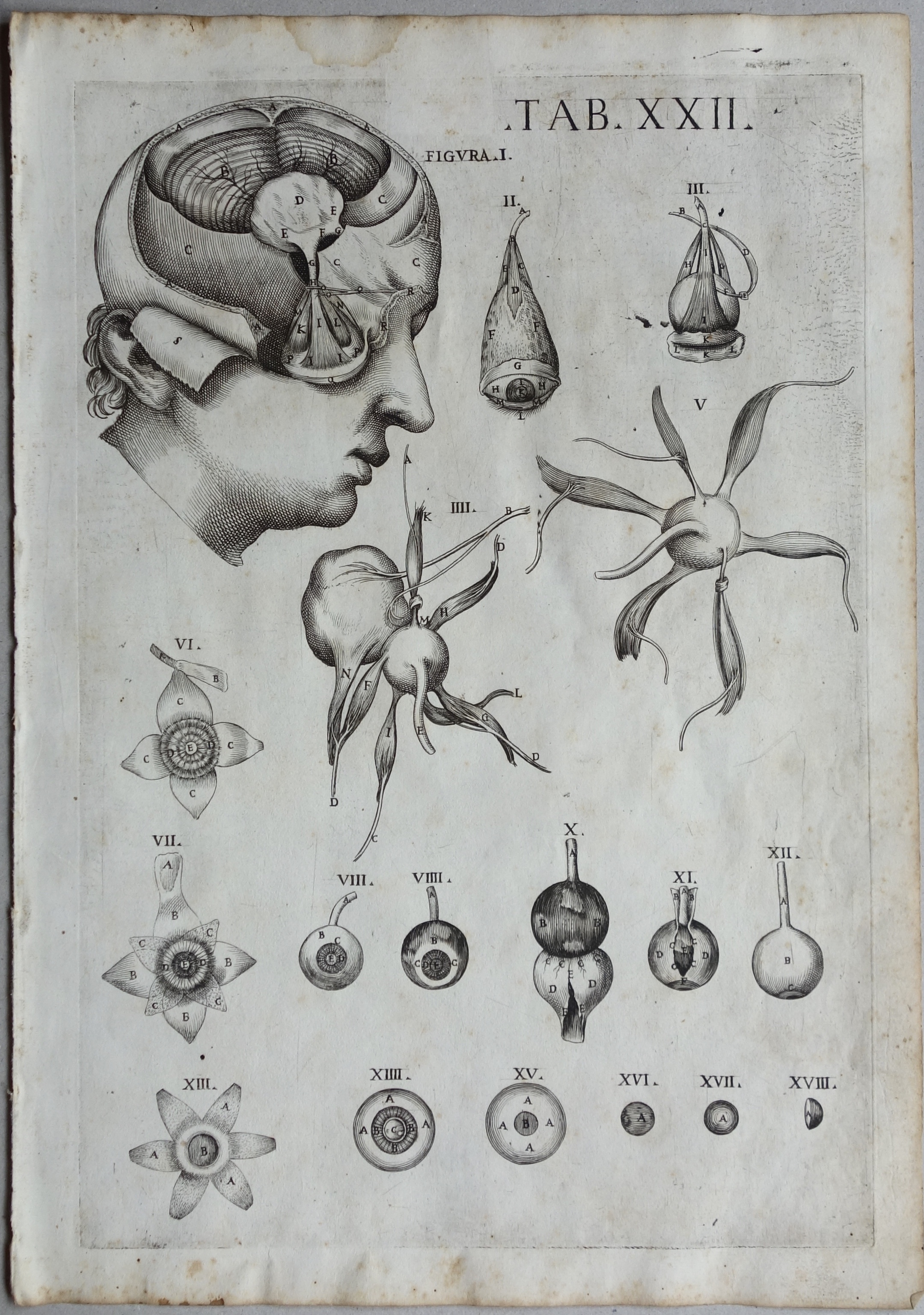 CORTONE Pierre de (d\'après)