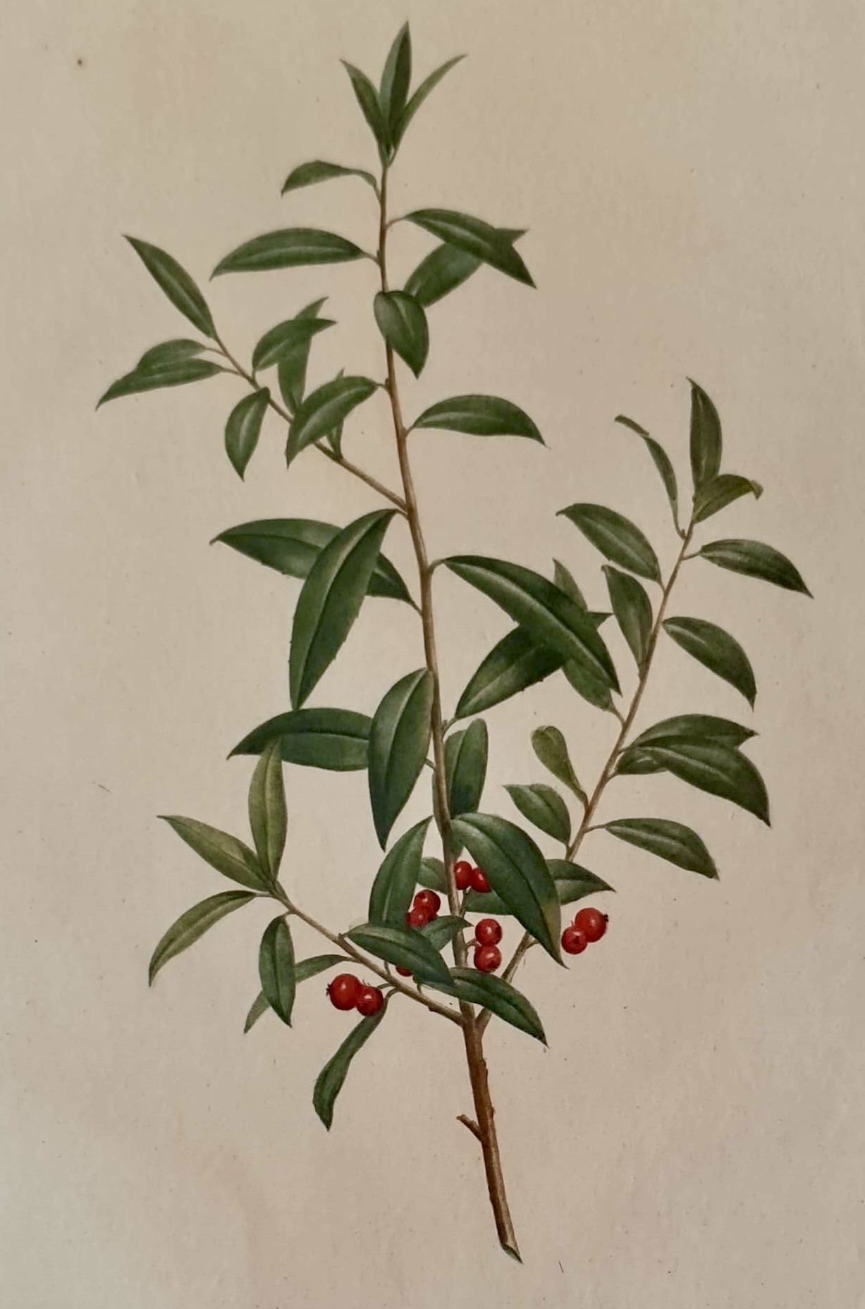 REDOUTE Pierre Joseph