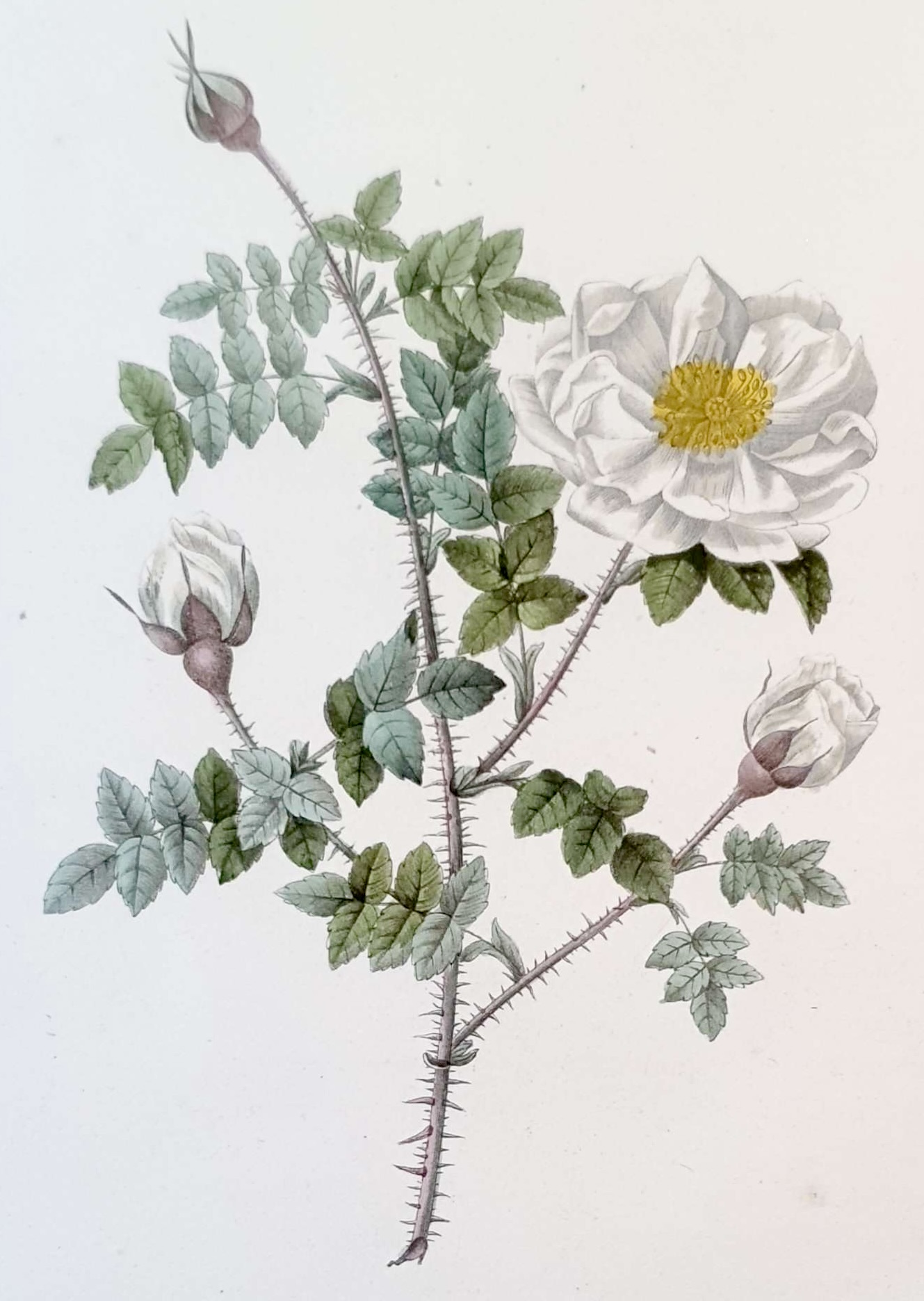 REDOUTE Pierre Joseph