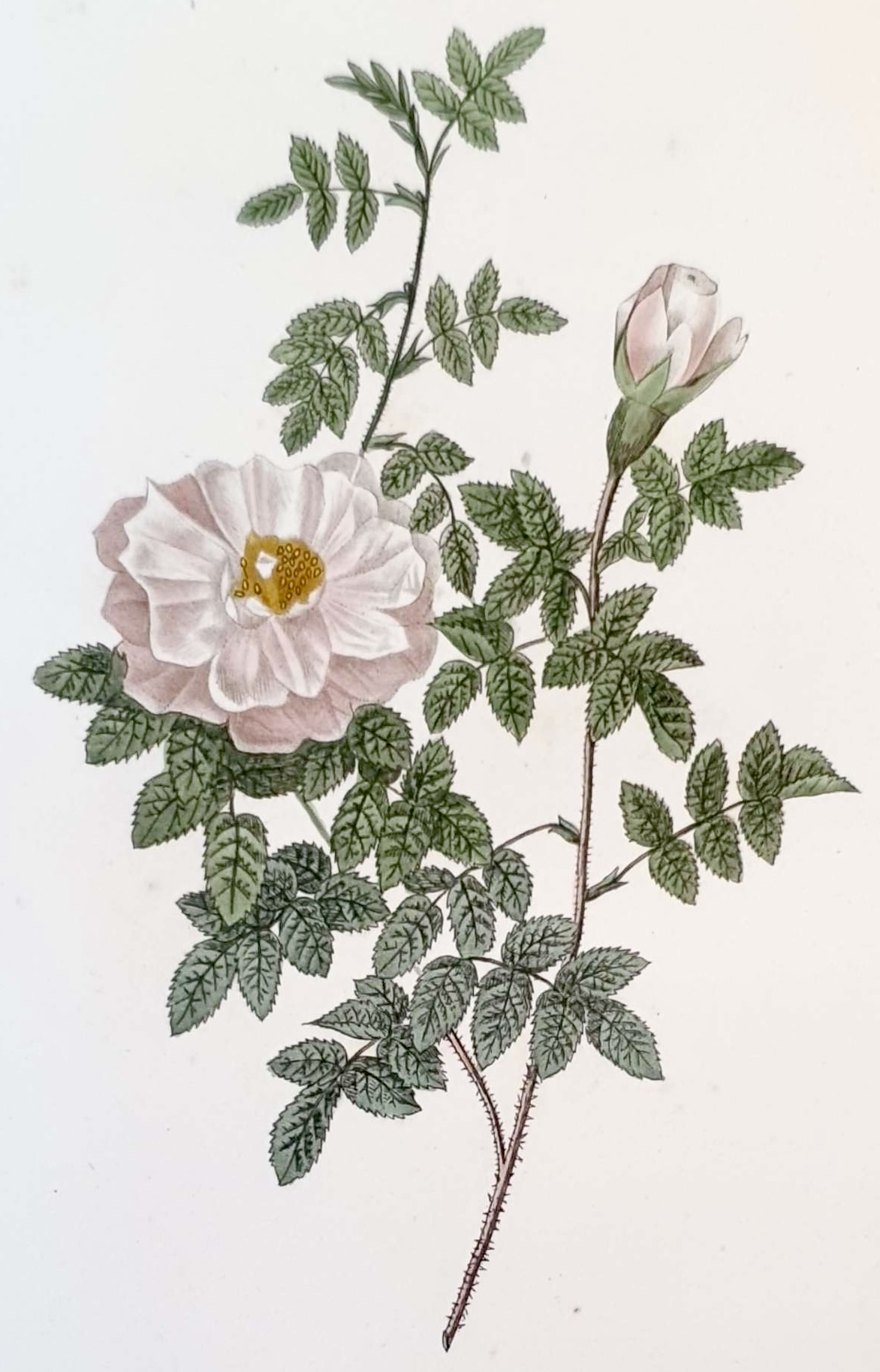 REDOUTE Pierre Joseph