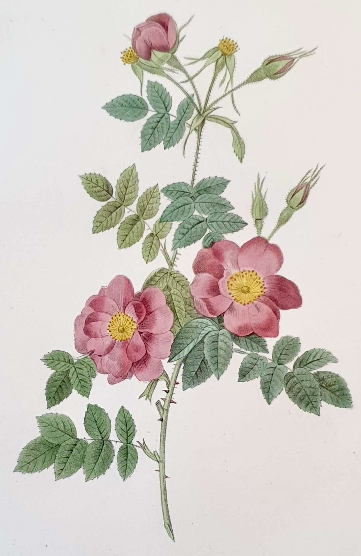 REDOUTE Pierre Joseph