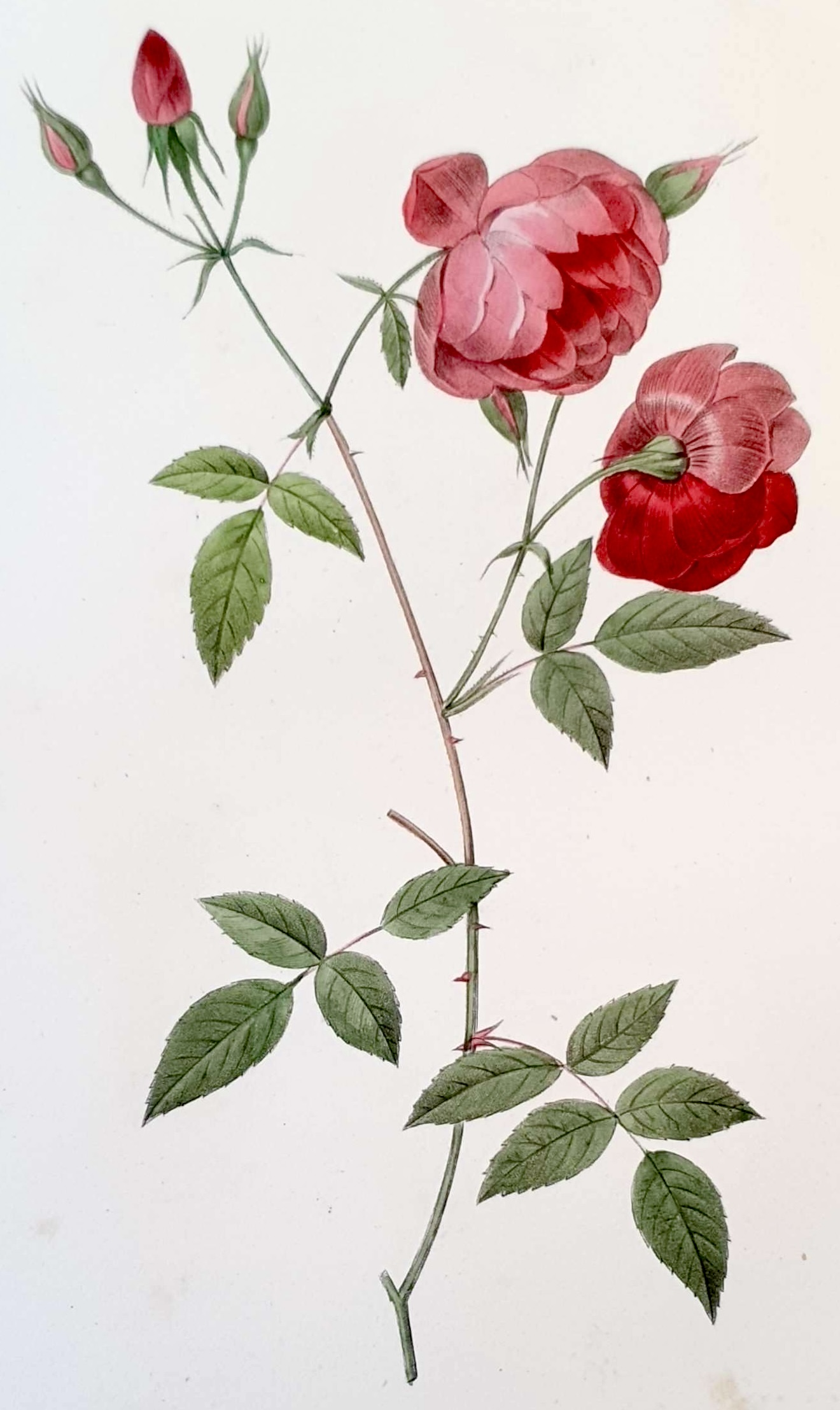 REDOUTE Pierre Joseph