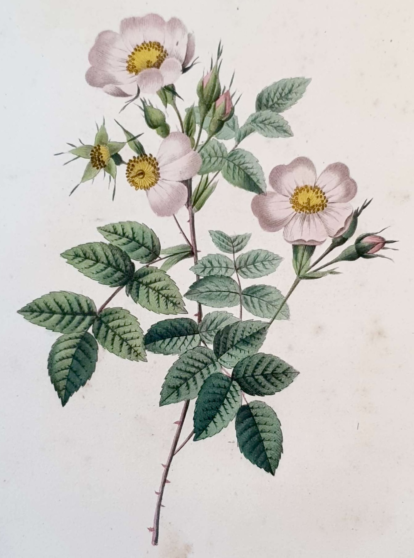 REDOUTE Pierre Joseph