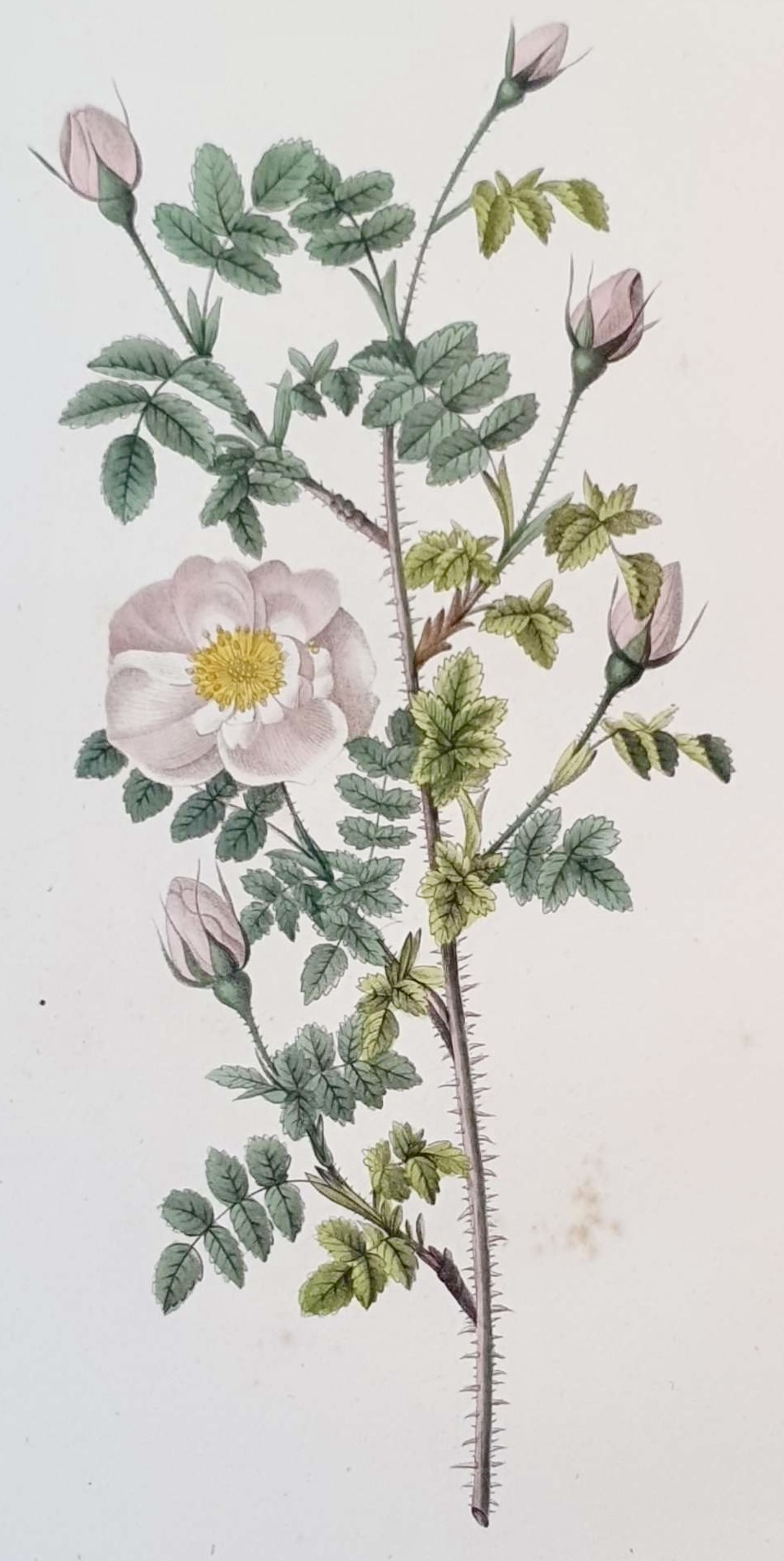 REDOUTE Pierre Joseph