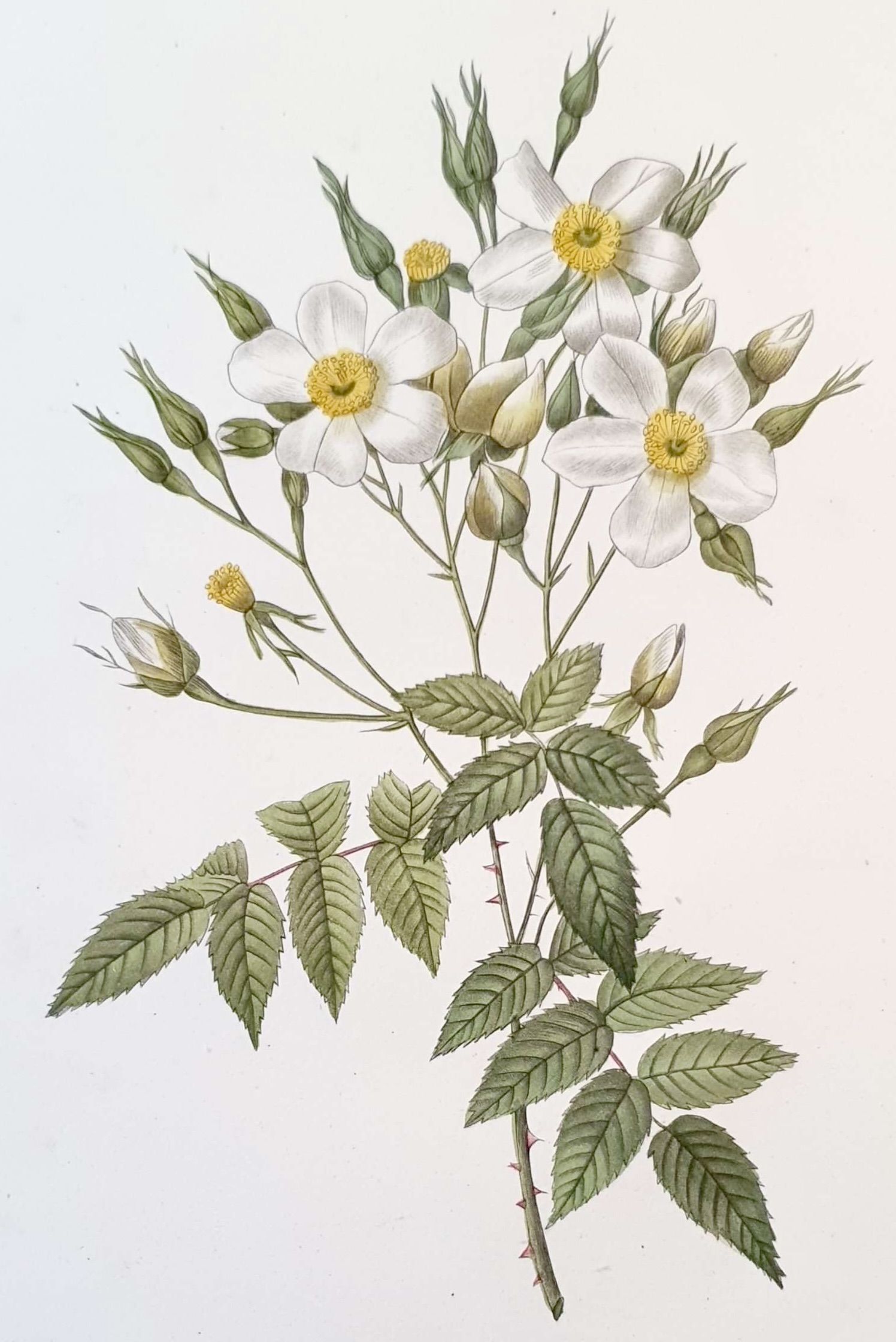 REDOUTE Pierre Joseph