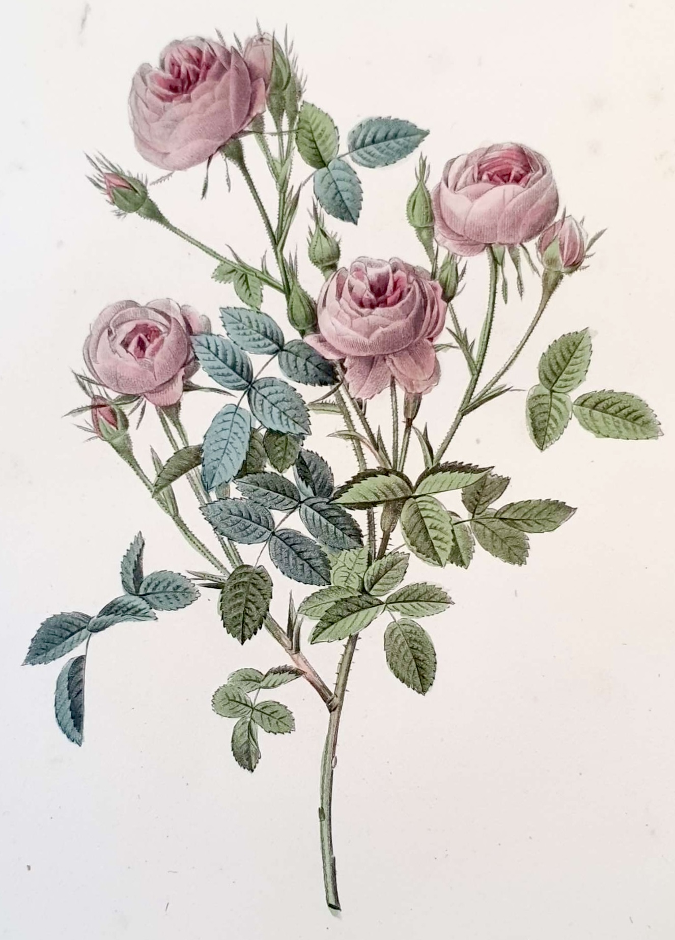 REDOUTE Pierre Joseph