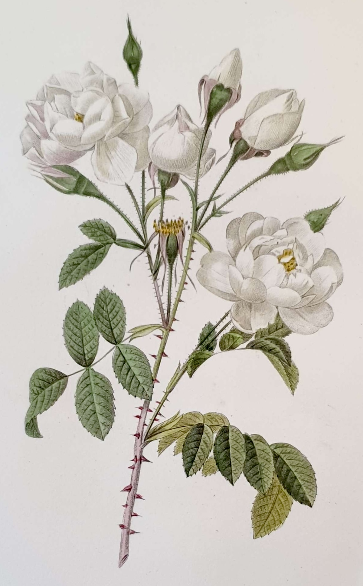 REDOUTE Pierre Joseph