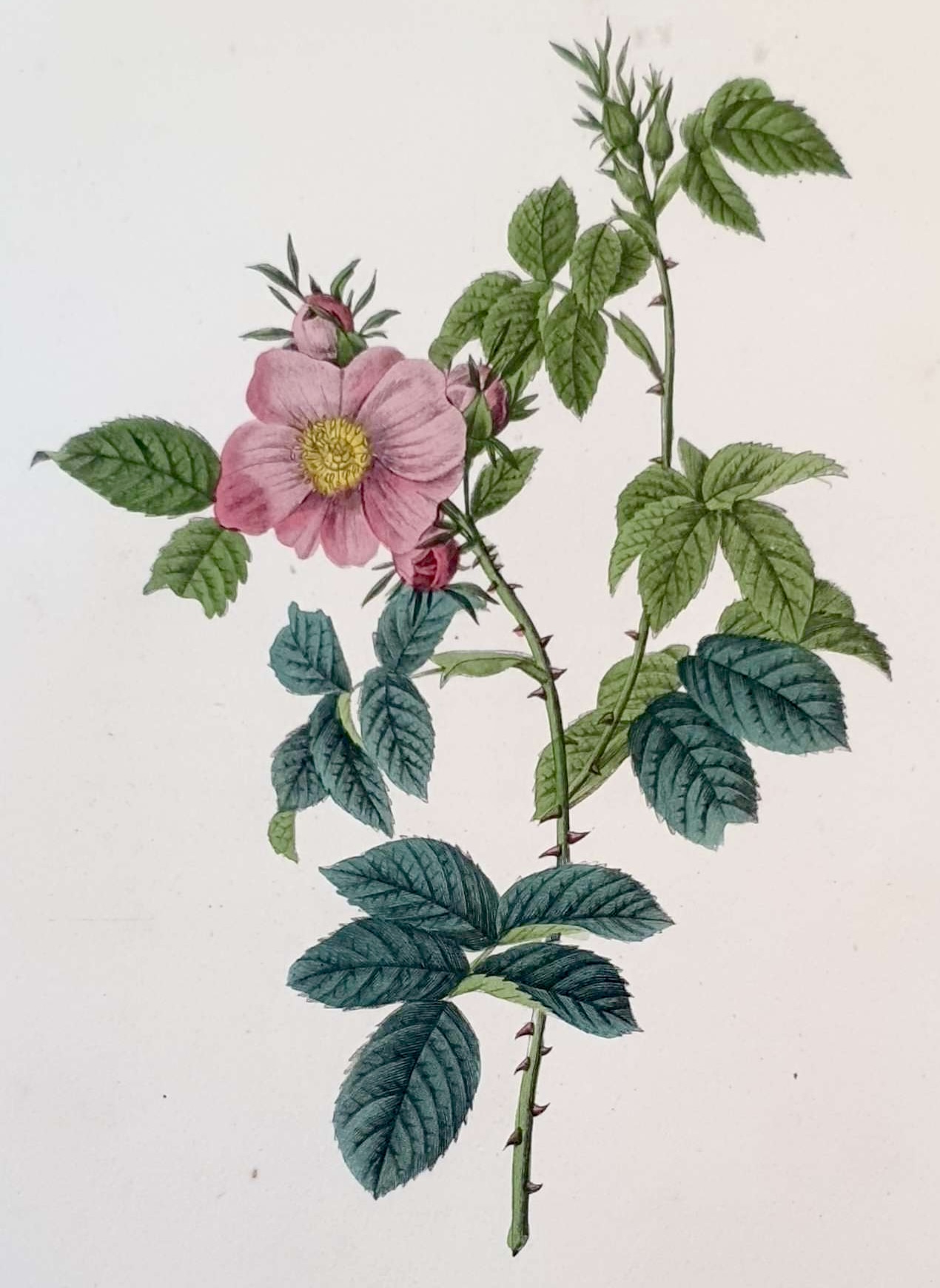 REDOUTE Pierre Joseph