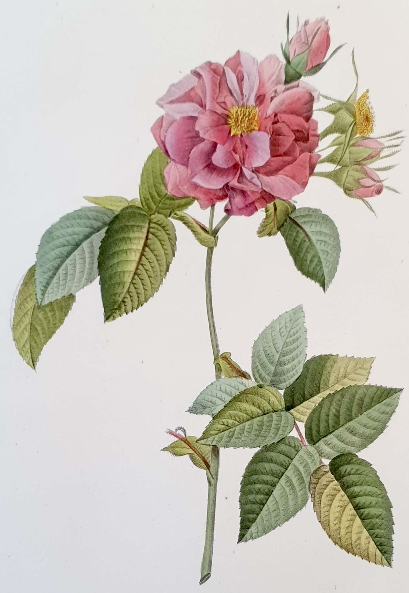 REDOUTE Pierre Joseph