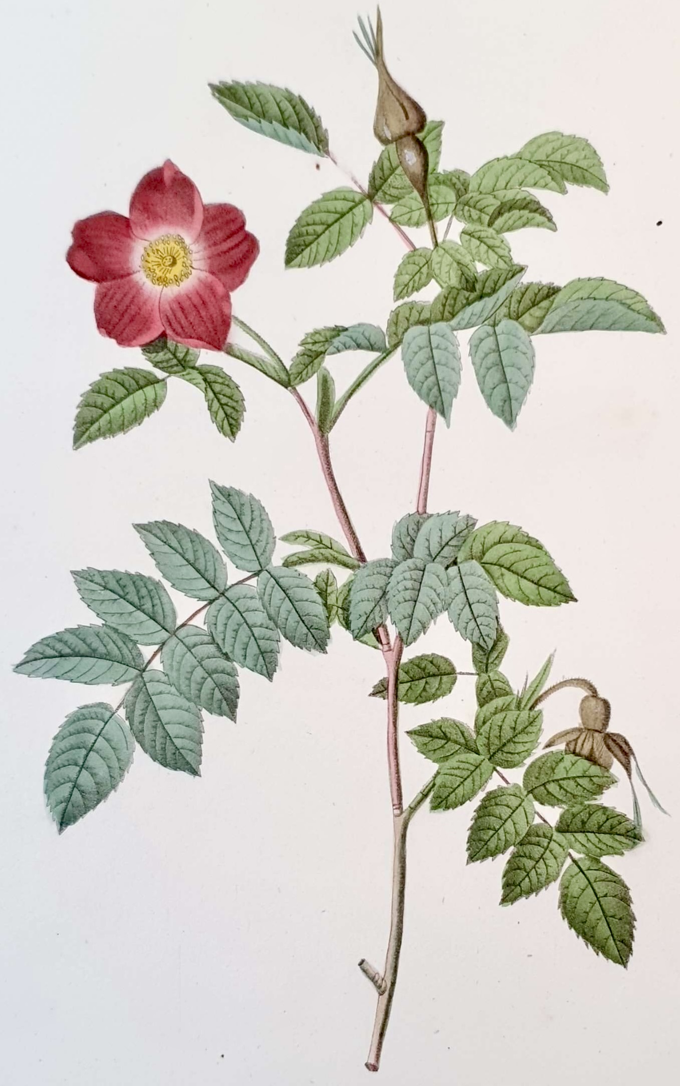 REDOUTE Pierre Joseph