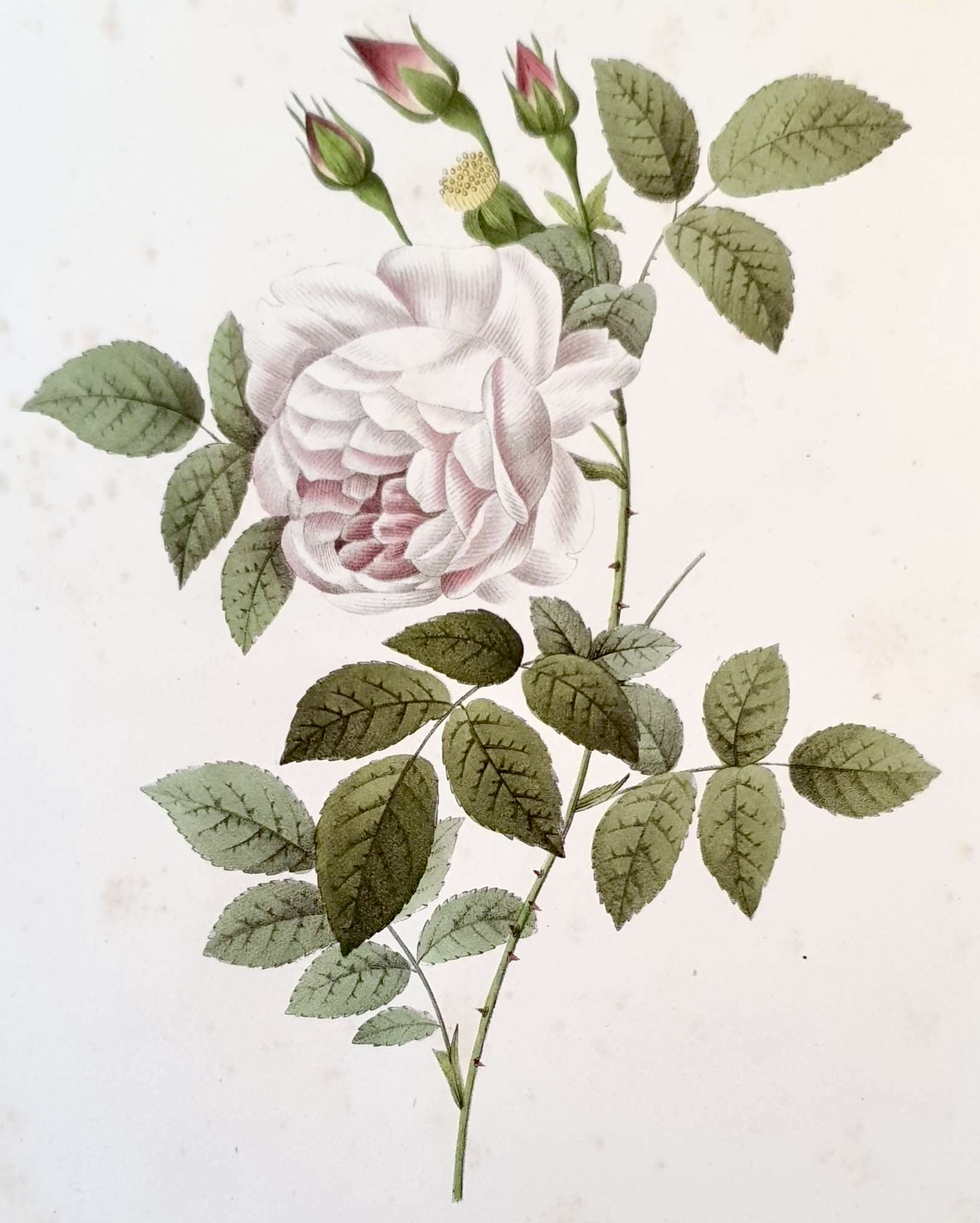 REDOUTE Pierre Joseph