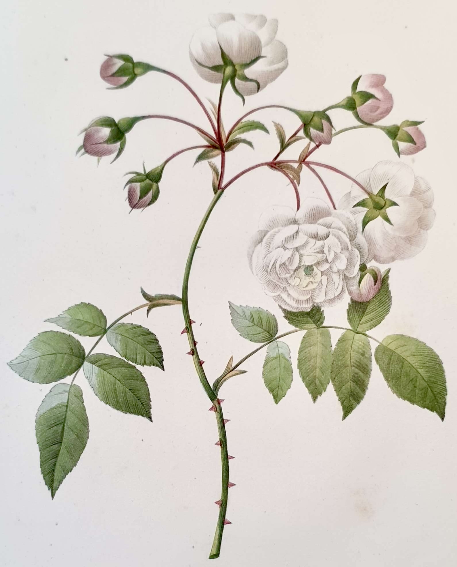 REDOUTE Pierre Joseph