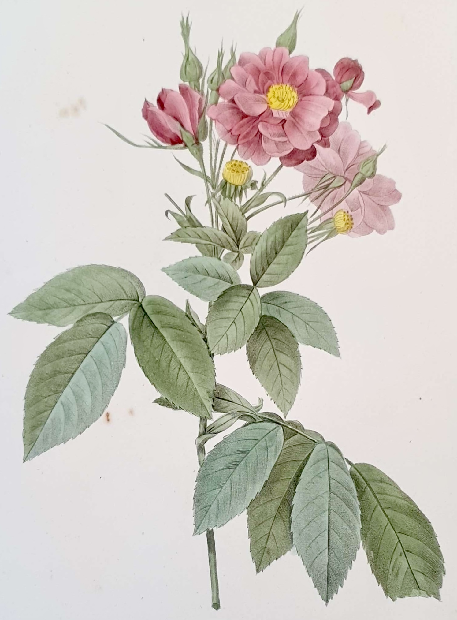 REDOUTE Pierre Joseph