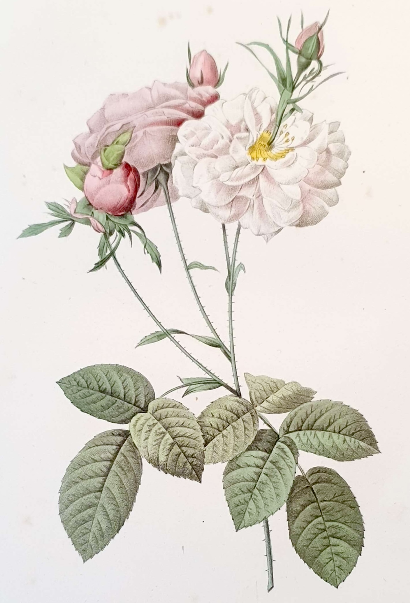 REDOUTE Pierre Joseph