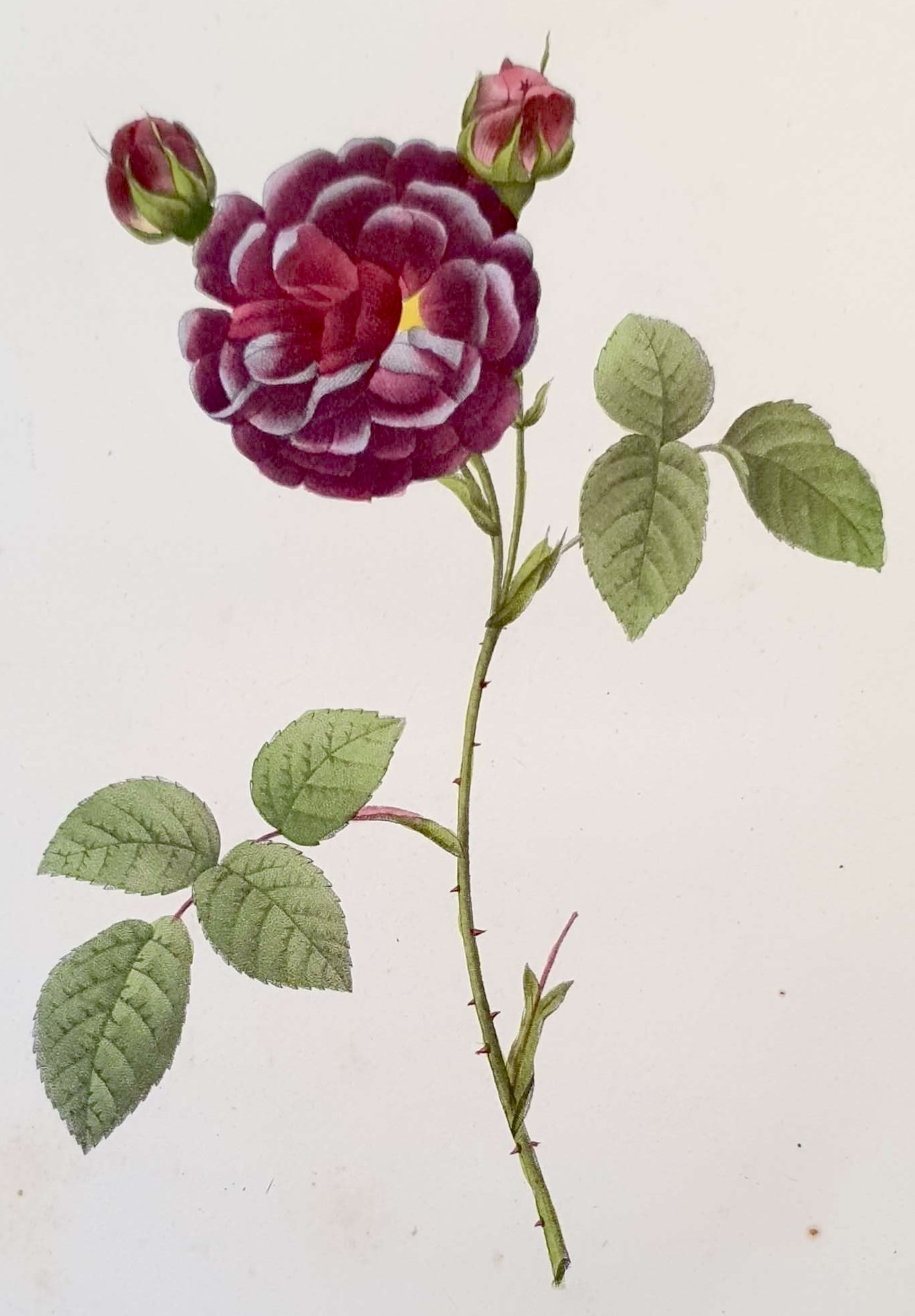 REDOUTE Pierre Joseph