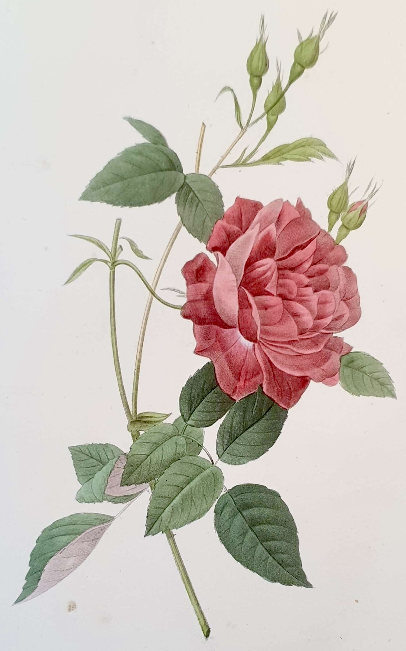 REDOUTE Pierre Joseph