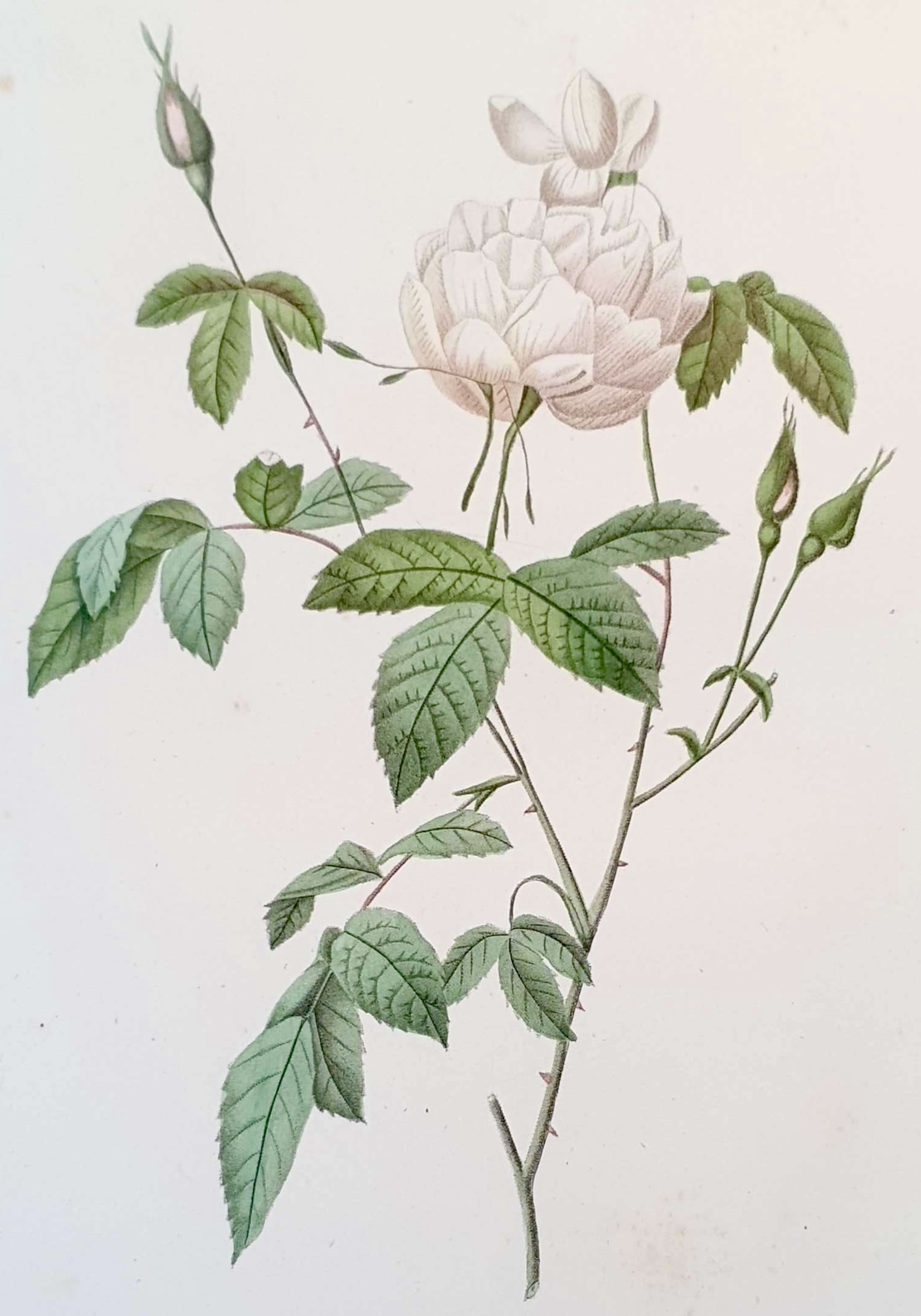 REDOUTE Pierre Joseph