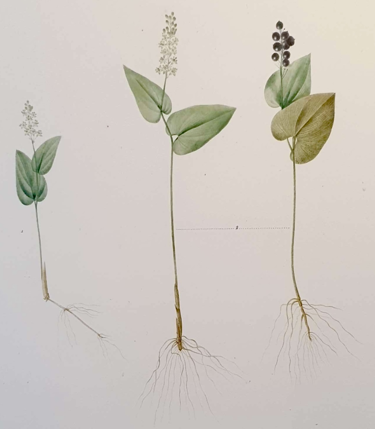 REDOUTE Pierre Joseph