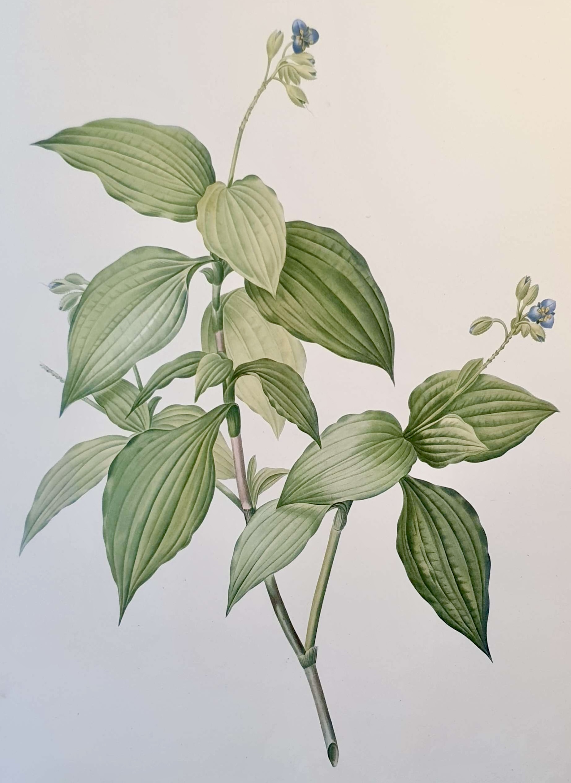 REDOUTE Pierre Joseph