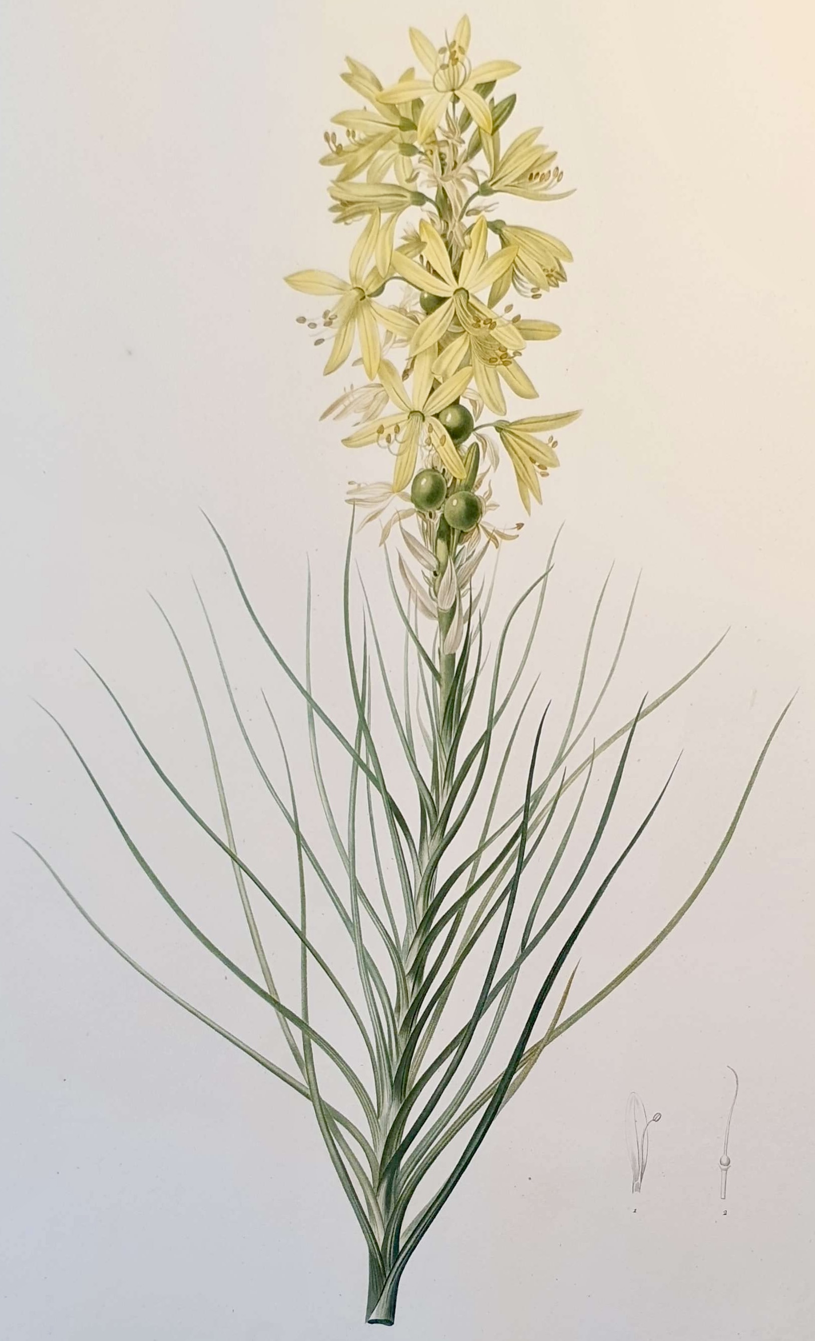 REDOUTE Pierre Joseph