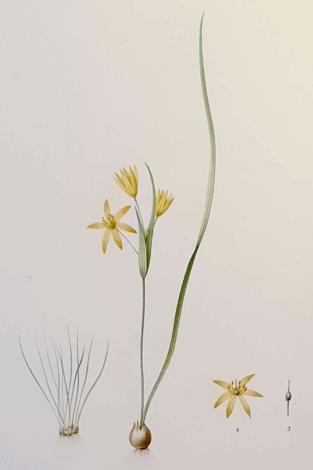 REDOUTE Pierre Joseph