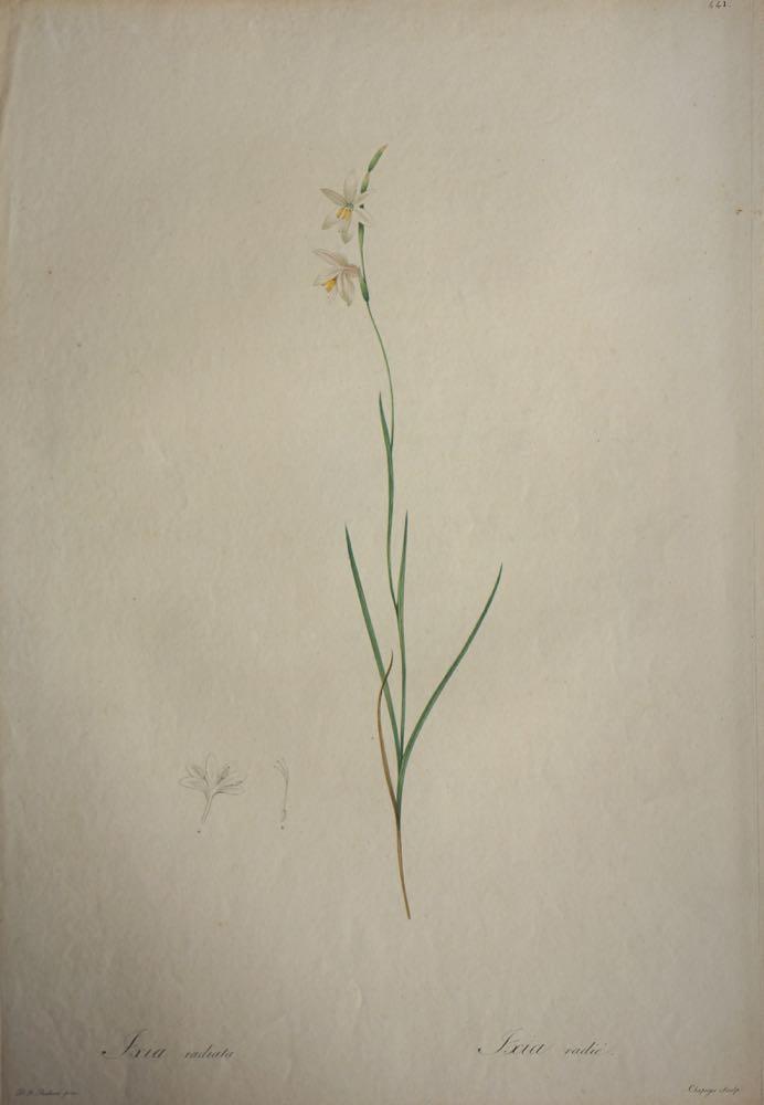 REDOUTE Pierre Joseph