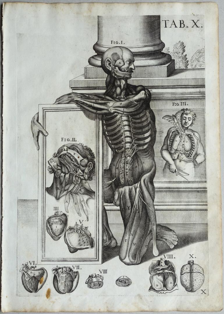 CORTONE Pierre de (d'après)