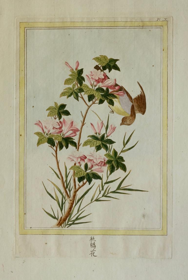 BUC'HOZ Pierre-Joseph