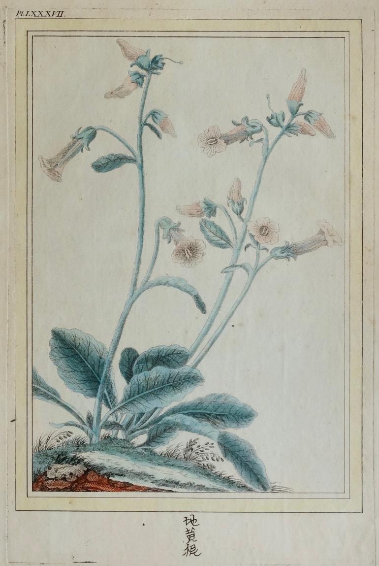 BUC'HOZ Pierre-Joseph