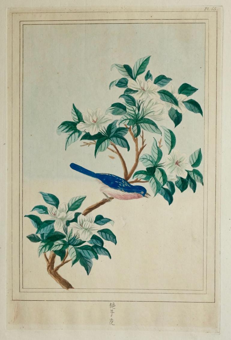 BUC'HOZ Pierre-Joseph