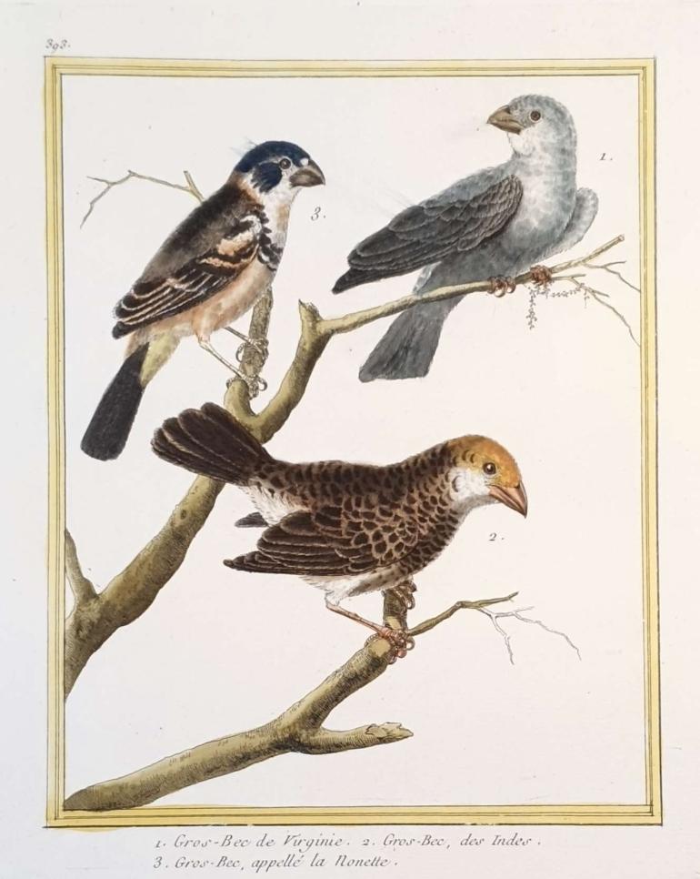 MARTINET, Fran�ois Nicolas