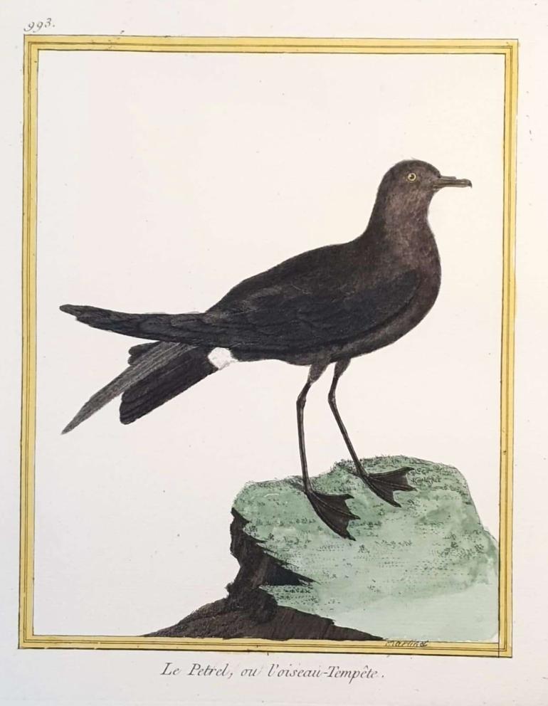 MARTINET, Fran�ois Nicolas