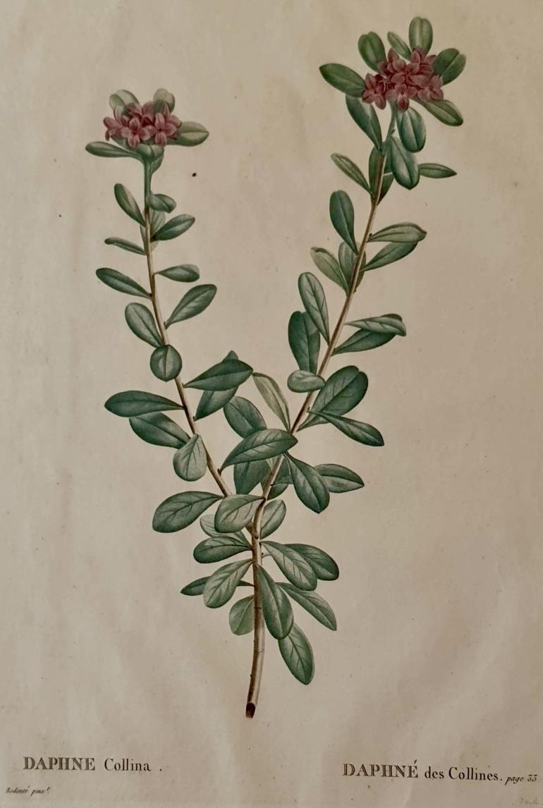 REDOUTE Pierre Joseph