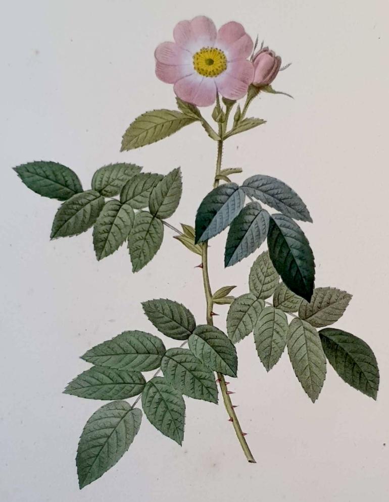 REDOUTE Pierre Joseph