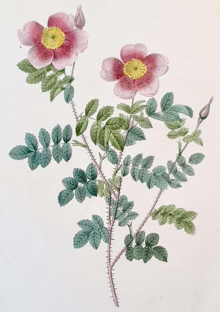 REDOUTE Pierre Joseph