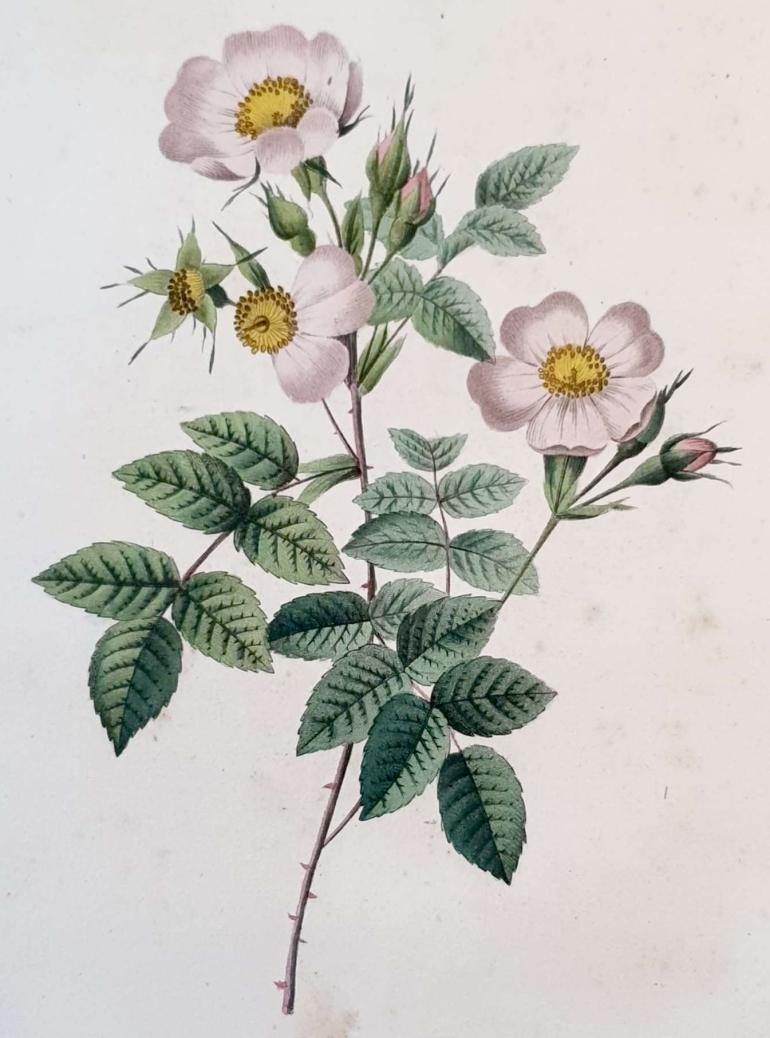 REDOUTE Pierre Joseph