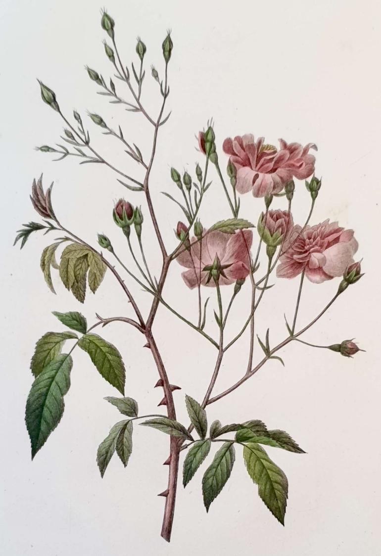 REDOUTE Pierre Joseph