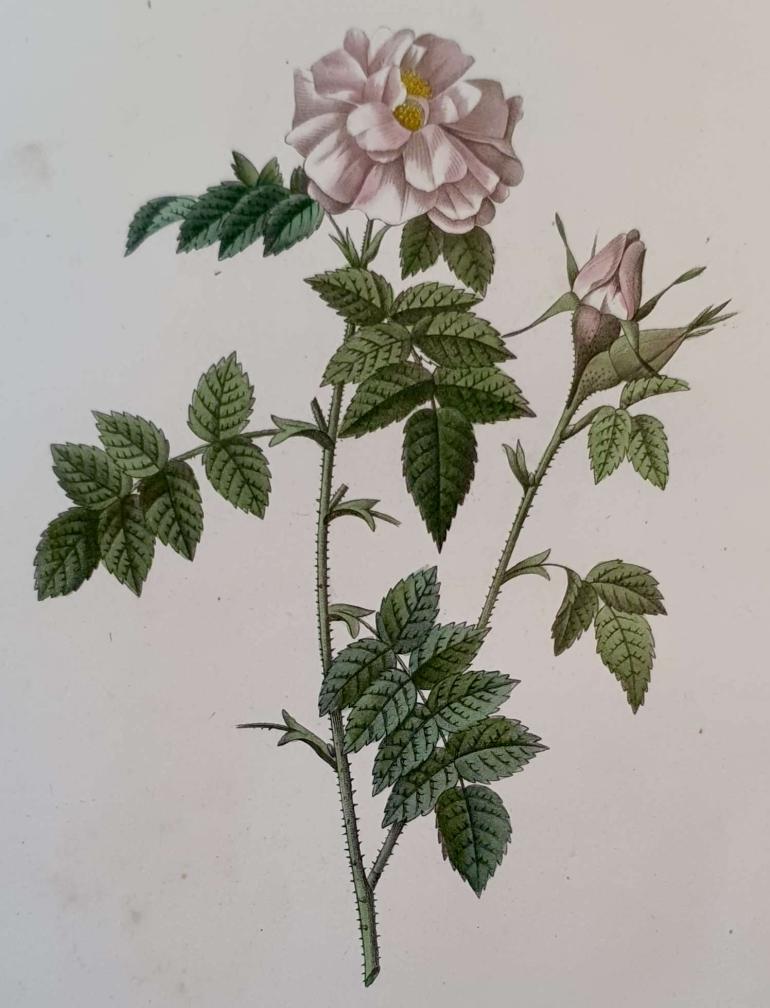 REDOUTE Pierre Joseph