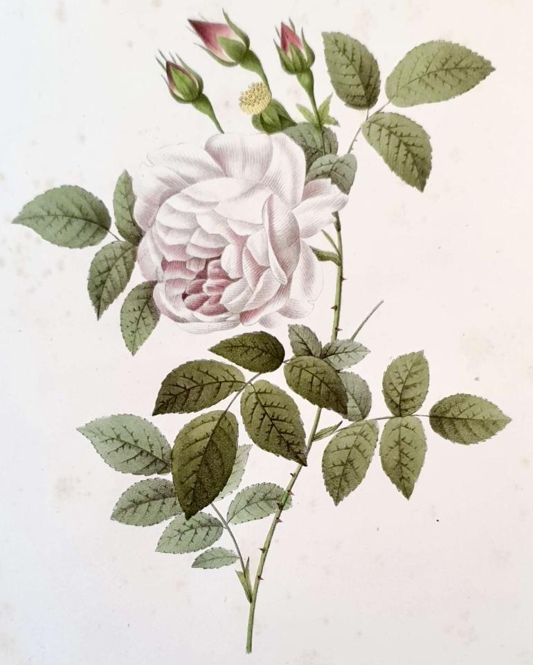 REDOUTE Pierre Joseph