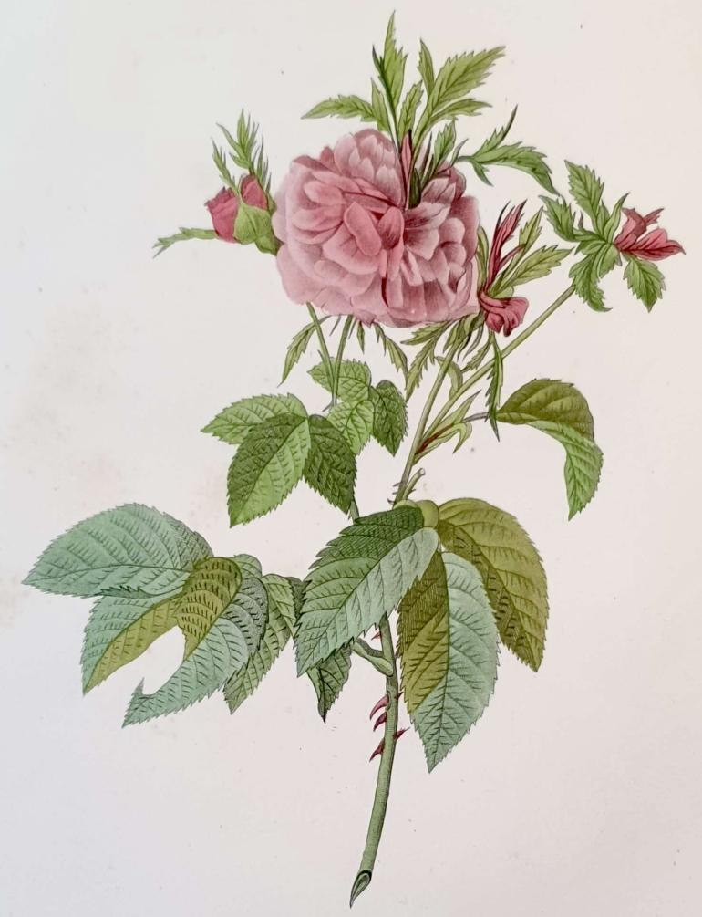 REDOUTE Pierre Joseph