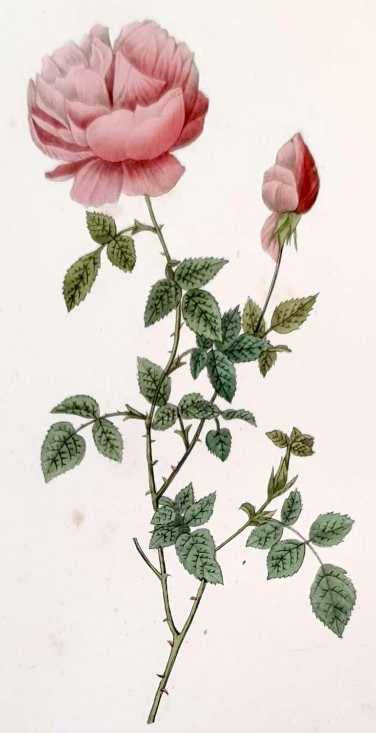 REDOUTE Pierre Joseph