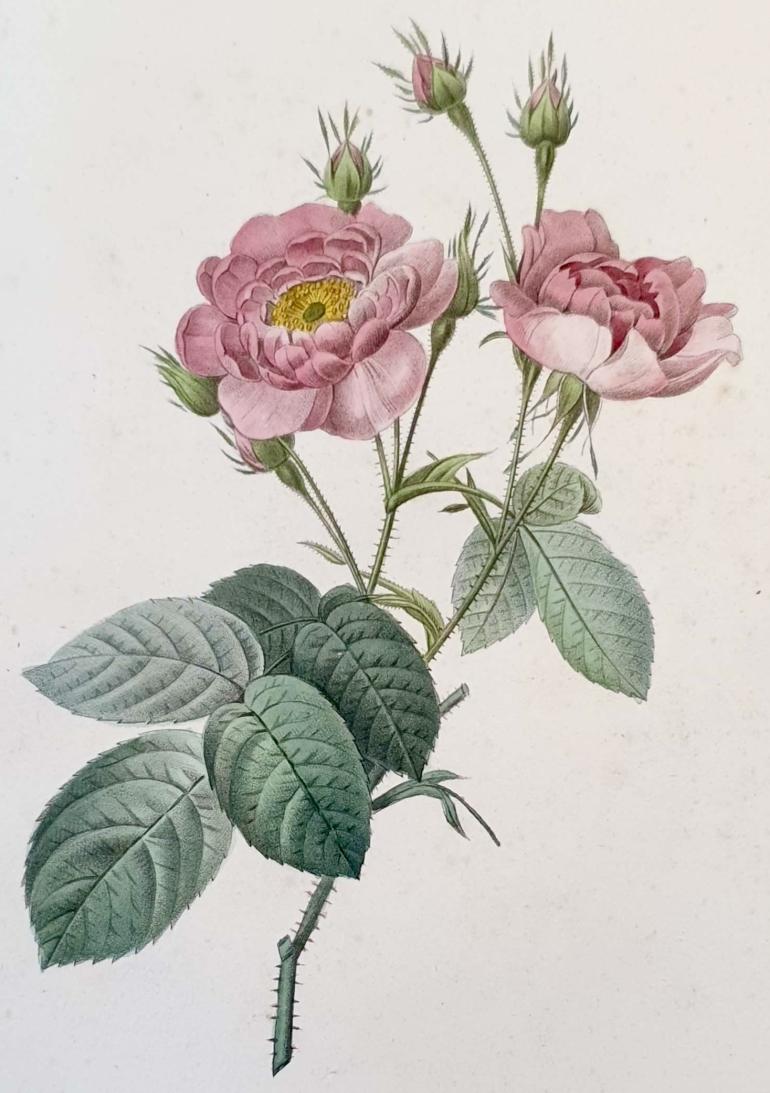 REDOUTE Pierre Joseph