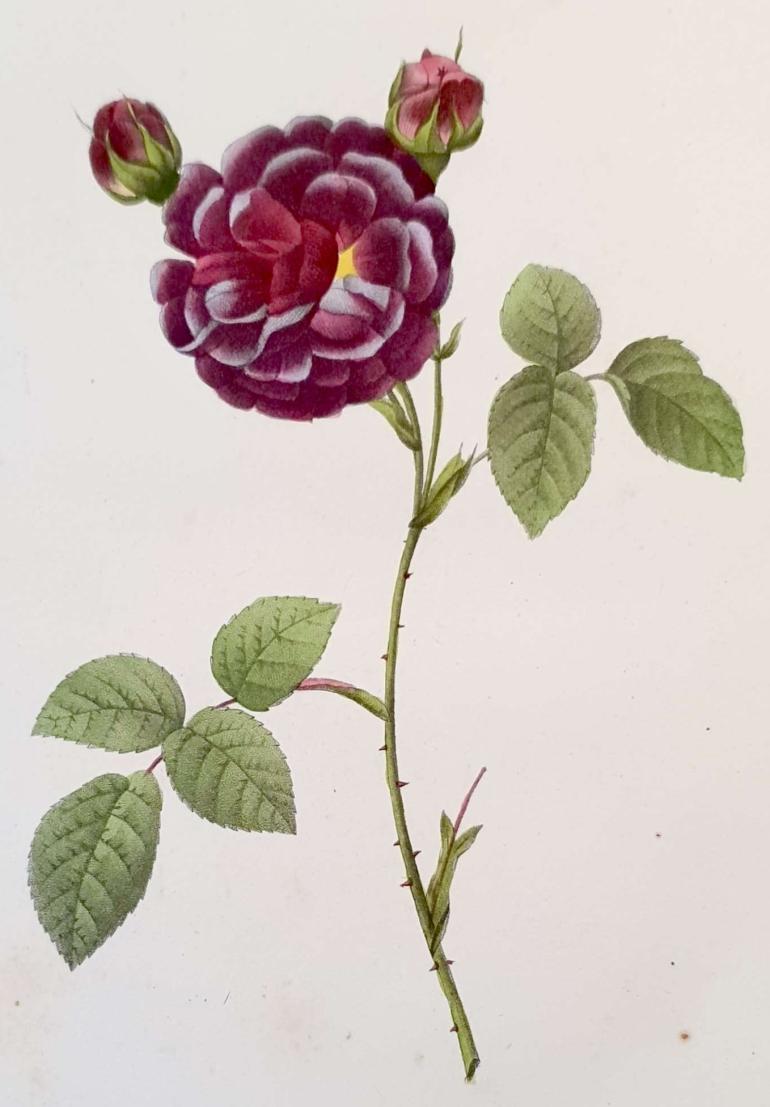 REDOUTE Pierre Joseph