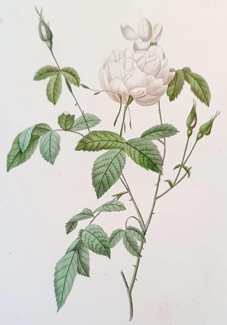 REDOUTE Pierre Joseph