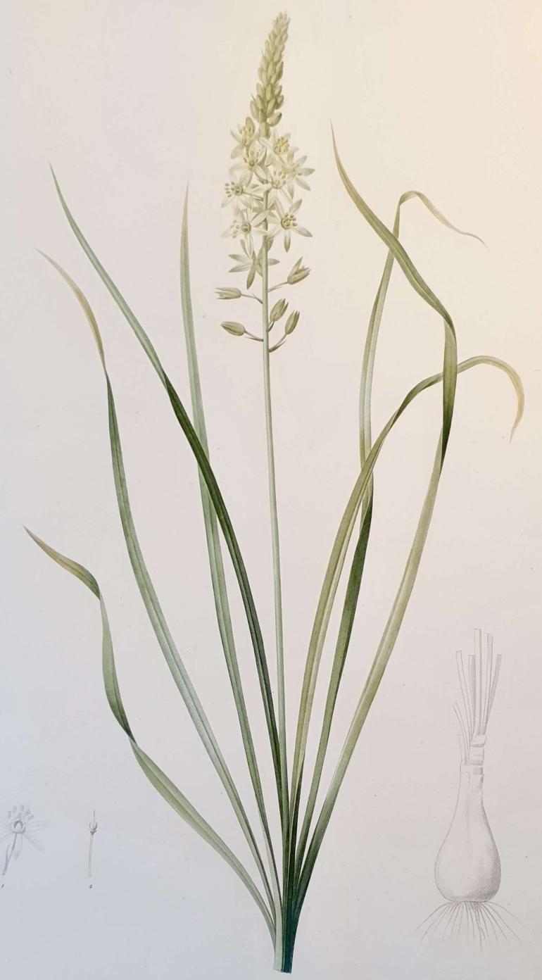 REDOUTE Pierre Joseph