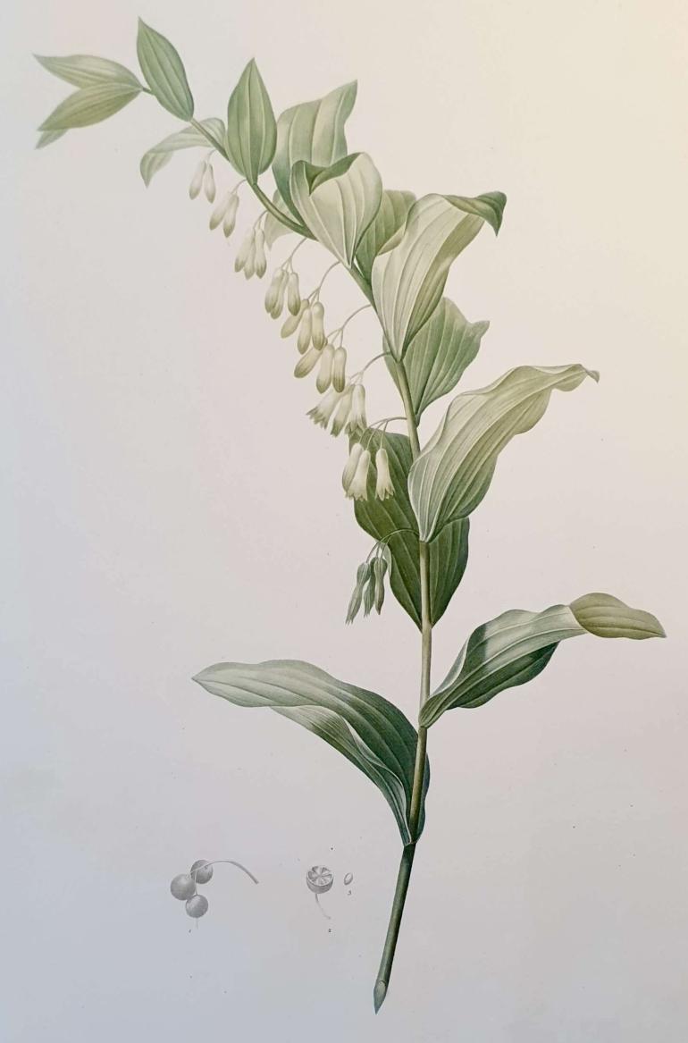 REDOUTE Pierre Joseph