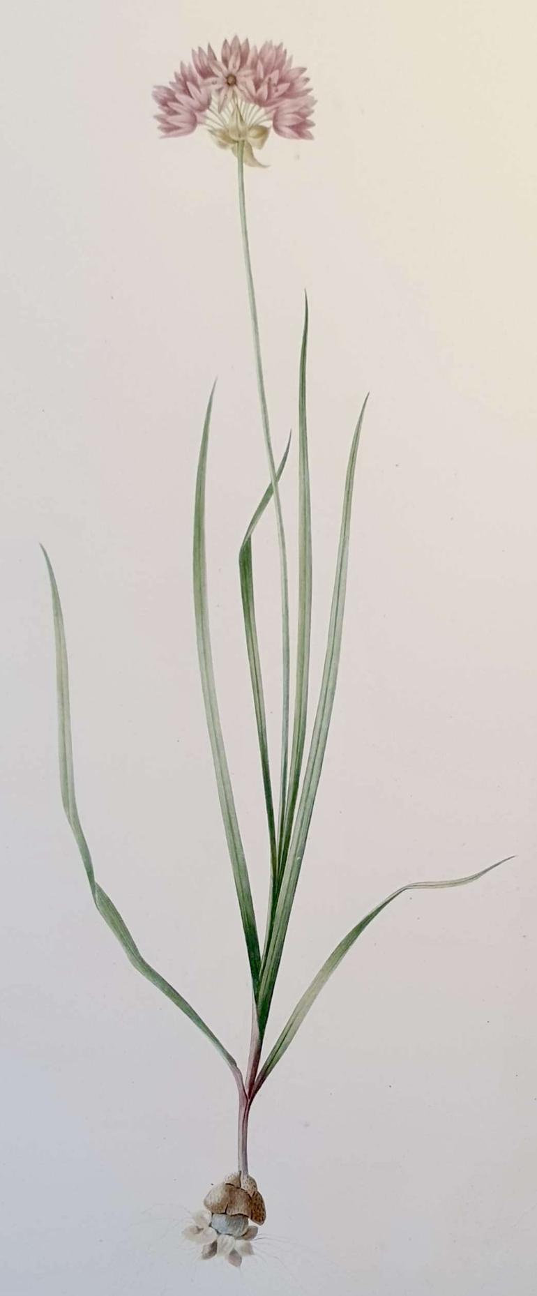 REDOUTE Pierre Joseph