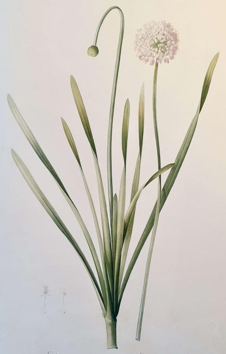 REDOUTE Pierre Joseph