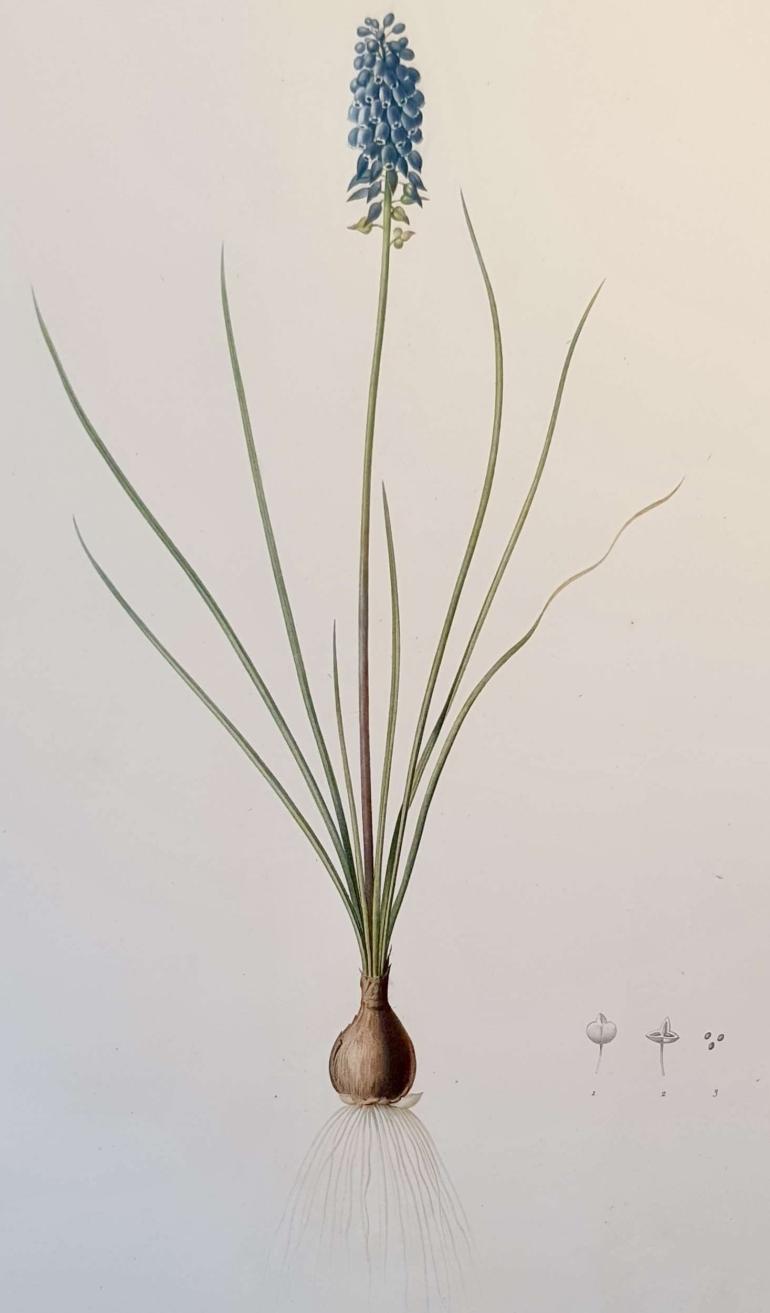 REDOUTE Pierre Joseph